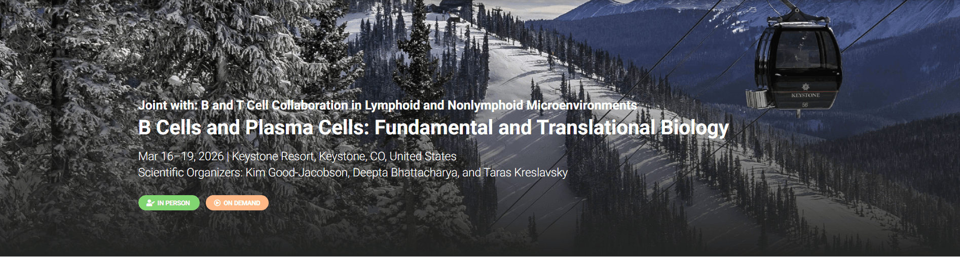 B Cells and Plasma Cells: Fundamental and Translational Biology- Hybrid