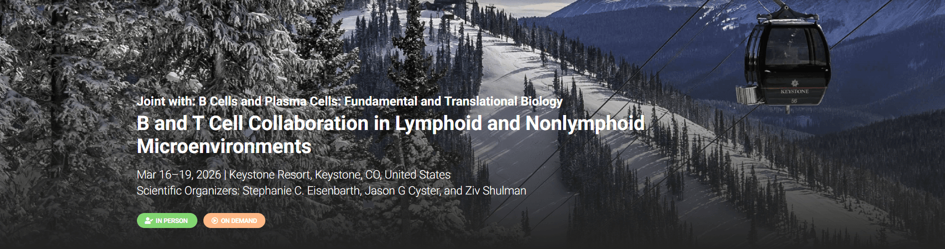 B and T Cell Collaboration in Lymphoid and Nonlymphoid Microenvironments- Hybrid