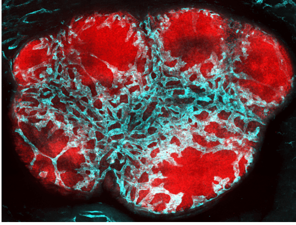 Lymphatics – Gordon Research Conference (GRC) 2026