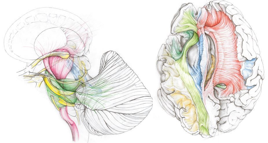 17th Yaşargil School Hands-on Course on Microneurosurgery and White Matter Anatomy-Hybrid